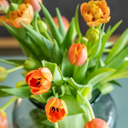 Haus Deichoase 1 4 Appartamento